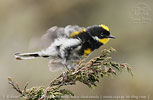 male Goldman's Warbler in Guatemala