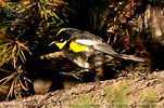 male Goldman's Warbler in Guatemala