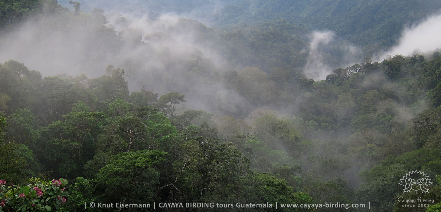 Green-throated Mountain-gem habitat in Guatemala