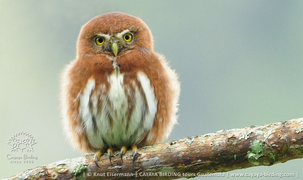 Guatemalan Pygmy Owl in Guatemala