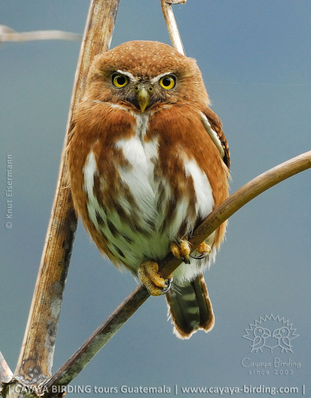 Guatemalan Pygmy Owl habitat in Guatemala