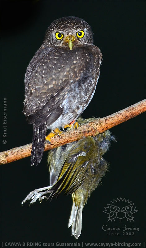 Guatemalan Pygmy Owl with prey