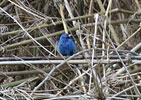 flock Indigo Buntings