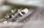 Maroon-chested Ground-Dove in bamboo thicket