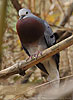 calling Maroon-chested Ground-Dove