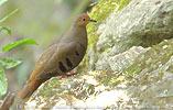 female Maroon-chested Ground-Dove