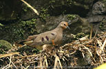 female Maroon-chested Ground-Dove