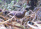 juvenile male Maroon-chested Ground-Dove