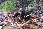 male Maroon-chested Ground-Dove