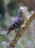 male Maroon-chested Ground-Dove