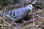 male Maroon-chested Ground-Dove