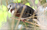 male Maroon-chested Ground-Dove