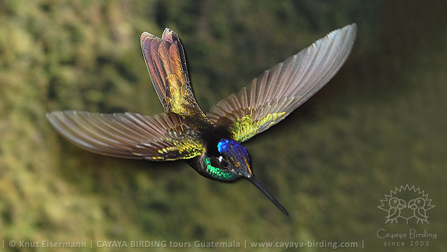 Rivoli's Hummingbird in flight