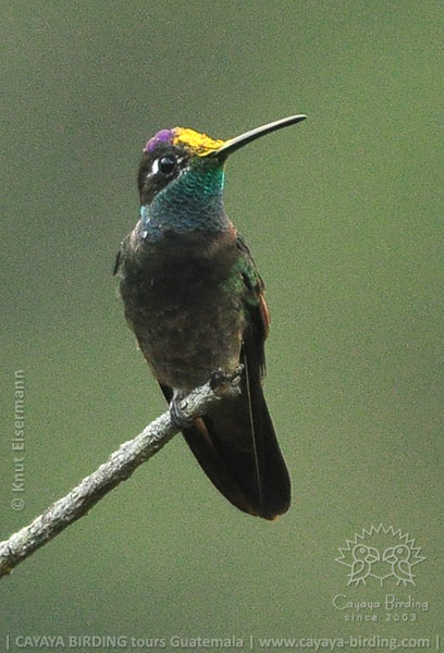 Rivoli's Hummingbird with pollen-powdered forehead