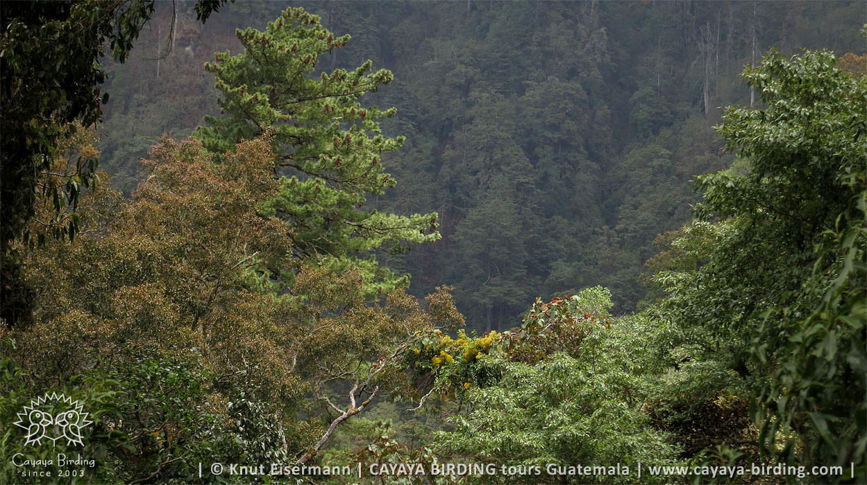 Rivoli's Hummingbird habitat in Guatemala