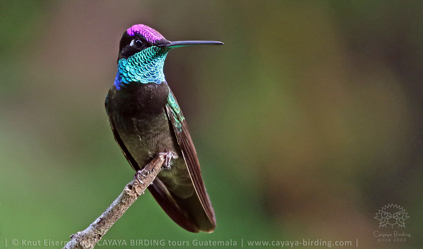 Rivoli's Hummingbird (Eugenes fulgens) formerly known for some decades as Magnificent Hummingbird