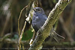 young male Slaty Finch