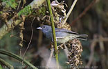 young male Slaty Finch