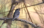 Male Slaty Finch