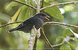 Male Slaty Finch