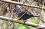 Male Slaty Finch