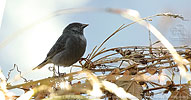 Male Slaty Finch