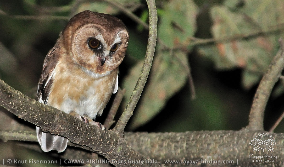 Unspotted Saw-whet Owl in Guatemala