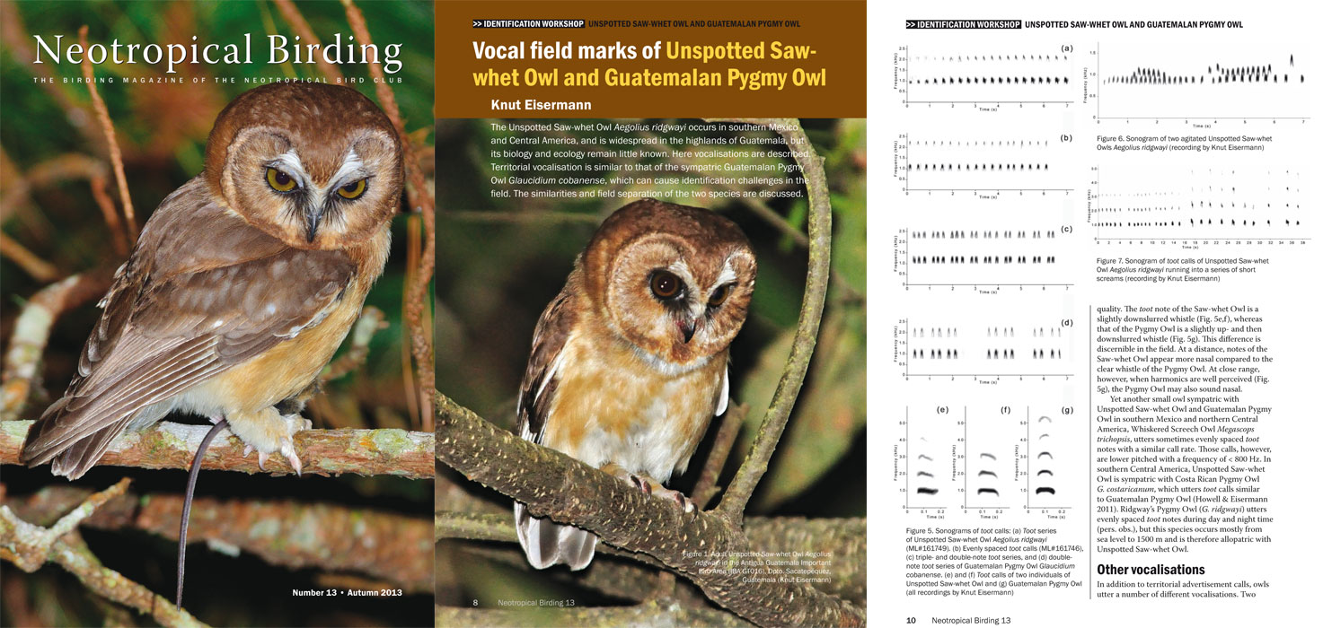 Eisermann, K. (2013) Vocal field marks of Unspotted Saw-whet Owl and Guatemalan Pygmy-Owl. Neotropical Birding 13: 8-13.
