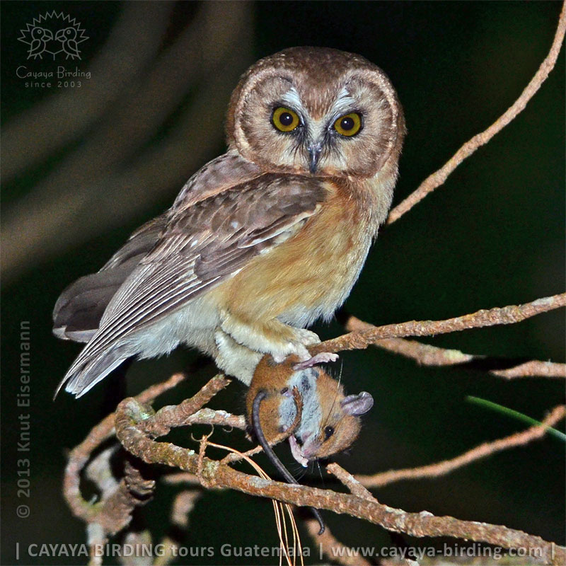 Unspotted Saw-whet Owl with Mexican Harvest Mouse