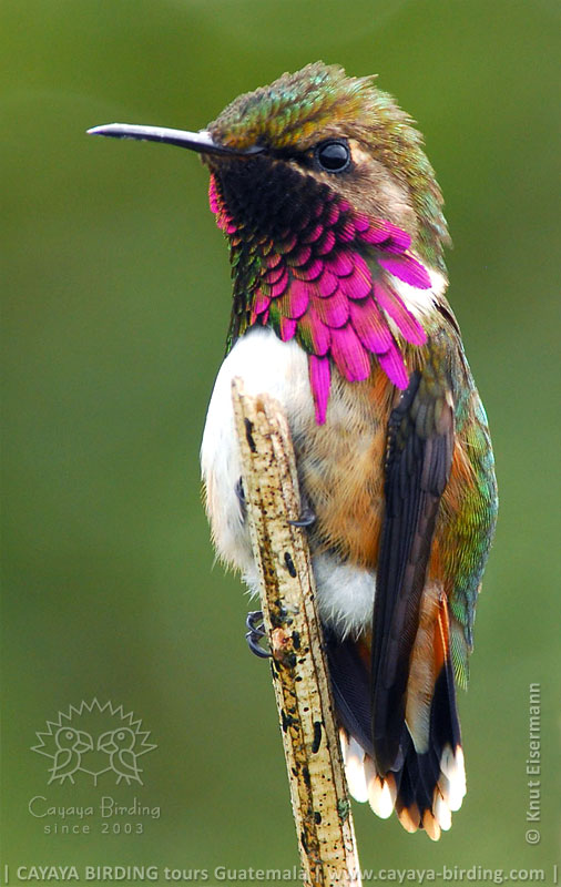 Male Wine-throated Hummingbird