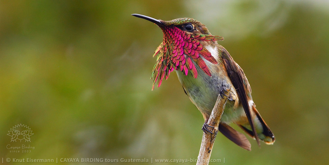 male Wine-throated Hummingbird in Guatemala