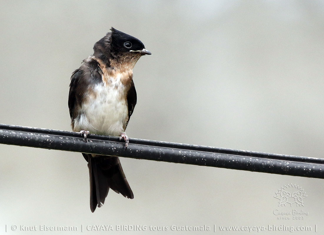 juvenile Black-capped Swallow in tail wind
