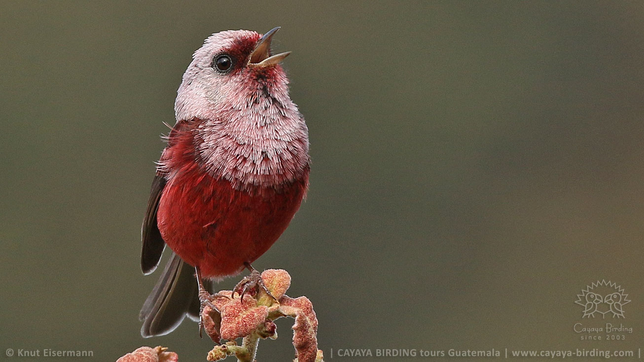 singing Pink-headed Warbler in Guatemala