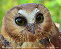 Unspotted Saw-whet Owl