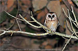 Unspotted Saw-whet Owl