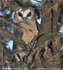 Unspotted Saw-whet Owl