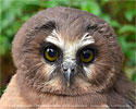 Unspotted Saw-whet Owl