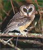 Unspotted Saw-whet Owl