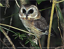 Unspotted Saw-whet Owl