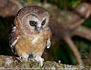 Unspotted Saw-whet Owl