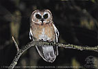 Unspotted Saw-whet Owl