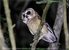 Unspotted Saw-whet Owl