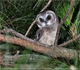 Unspotted Saw-whet Owl