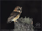 Unspotted Saw-whet Owl