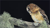 Unspotted Saw-whet Owl