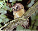 Unspotted Saw-whet Owl