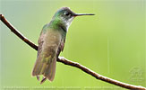 Azure-crowned Hummingbird in the rain