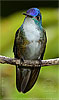 Azure-crowned Hummingbird