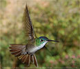 flying Azure-crowned Hummingbird