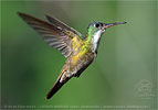 Azure-crowned Hummingbird in flight